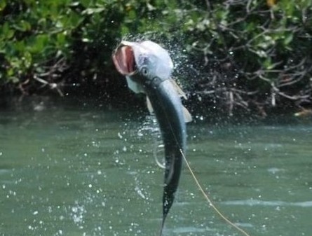 Tarpon jumping